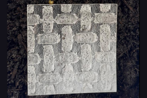 Rice paper has material characteristics similar to the most a widely used silicone materials in soft robotics, opening up exciting possibilities for researchers